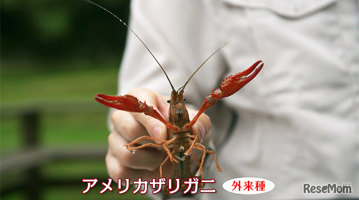 ニコン創立100周年 サイエンスドラマ「それいけ！ネイチャー刑事」より