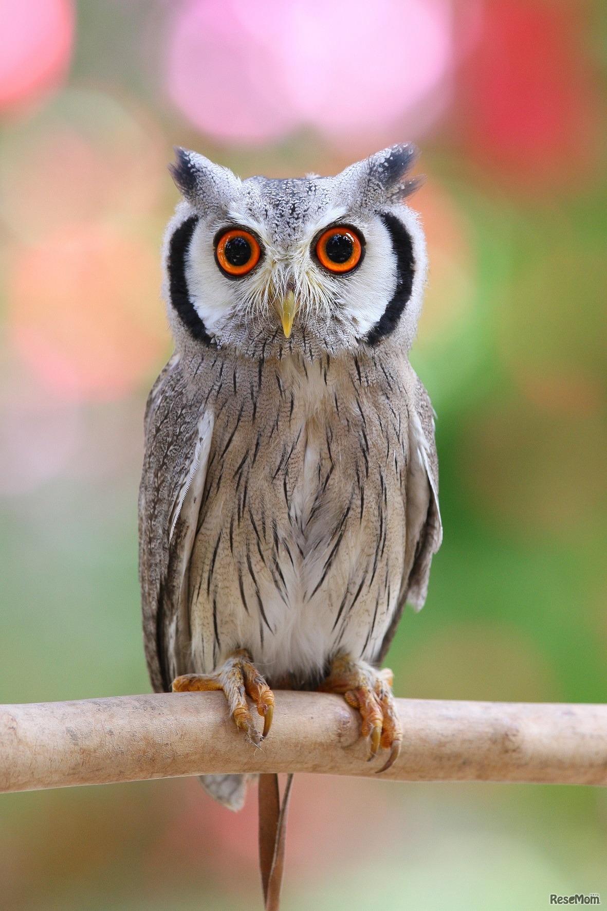 アフリカオオコノハズク（写真提供：掛川花鳥園）