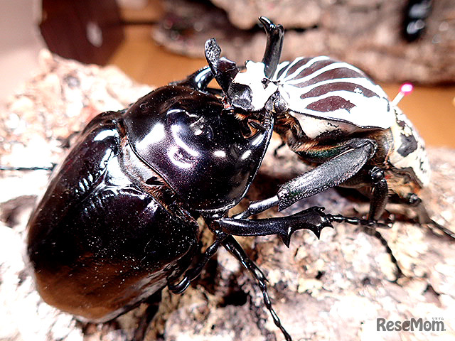 立体3D標本展示