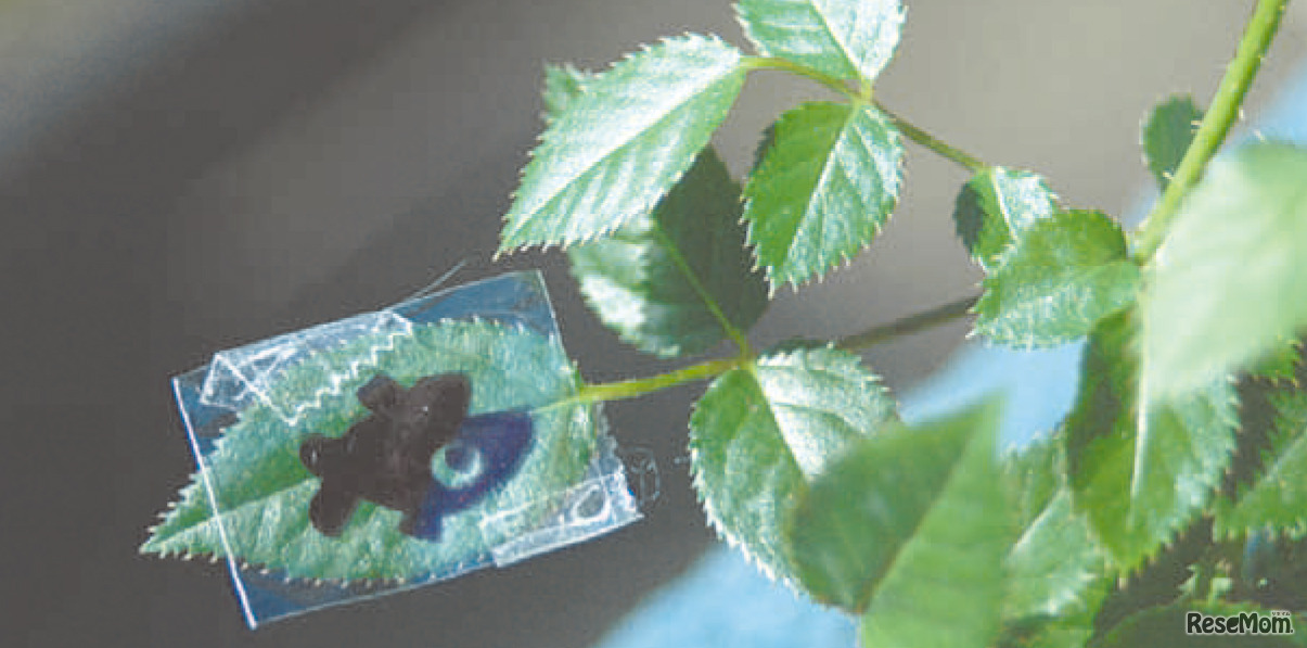 【自由研究・生物】葉っぱプリントで、植物と光の関係を調べよう～文字やイラストを葉にプリントしよう～