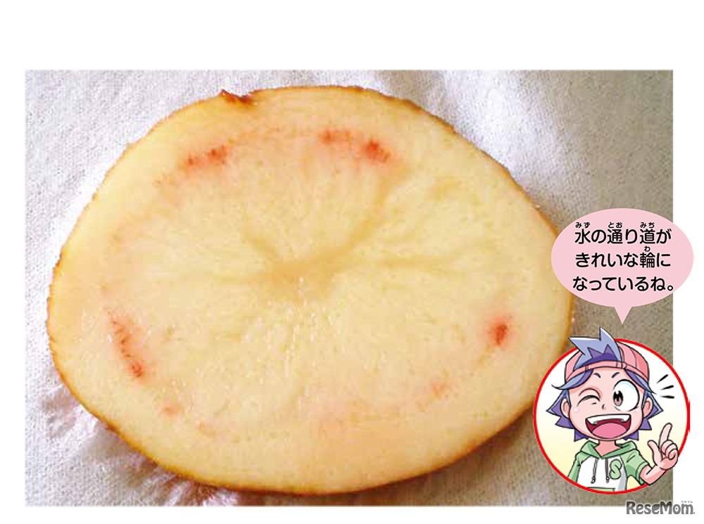 【自由研究】ジャガイモって、根？くき？（小学生向け）