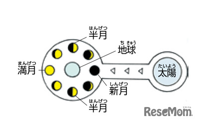 【自由研究】月の満ち欠けを調べよう（小学生向け）