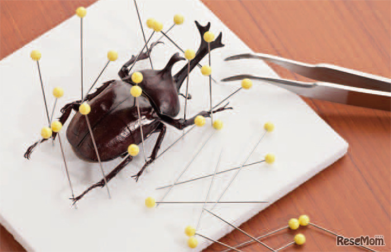 【生物】昆虫のからだのしくみを確かめる～自分だけの昆虫標本を作ろう～（中学生向け）