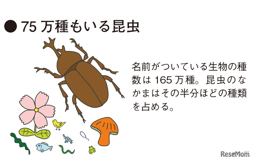 75万種もいる昆虫