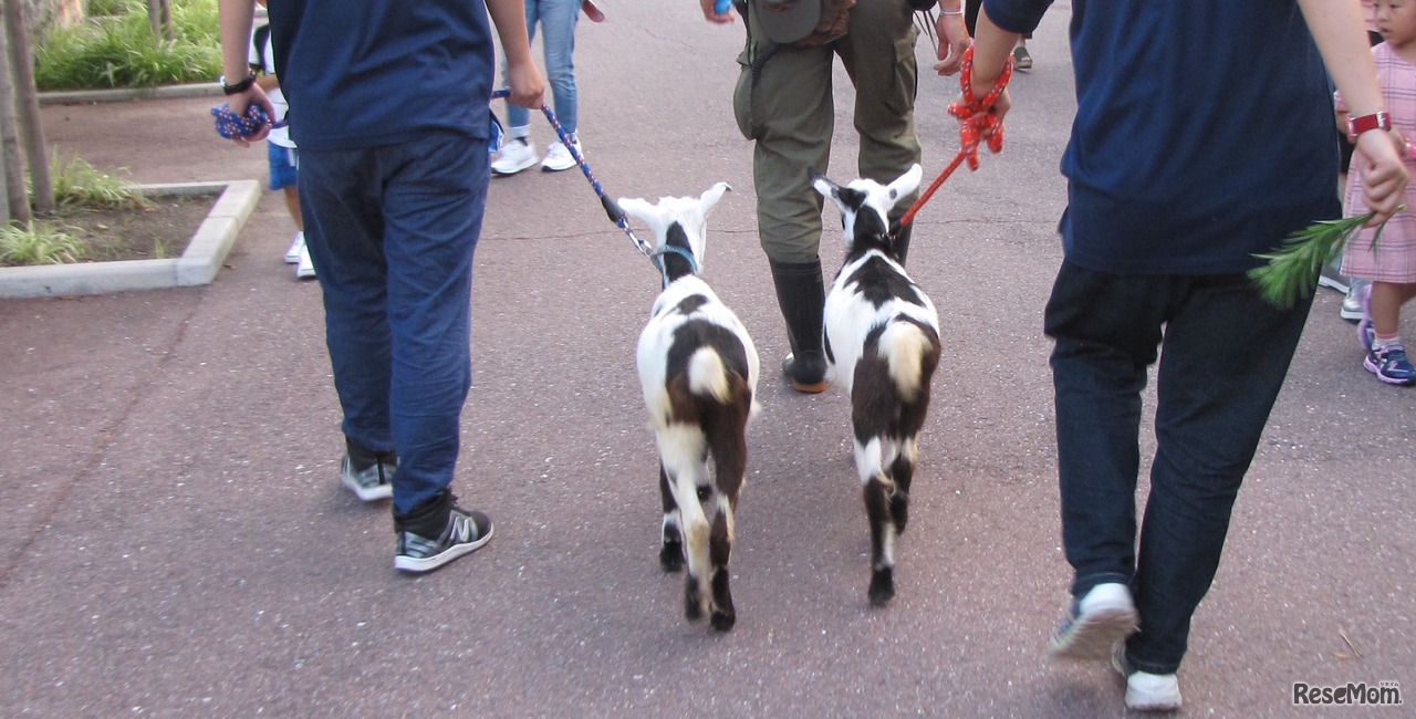 シバヤギの園内散歩