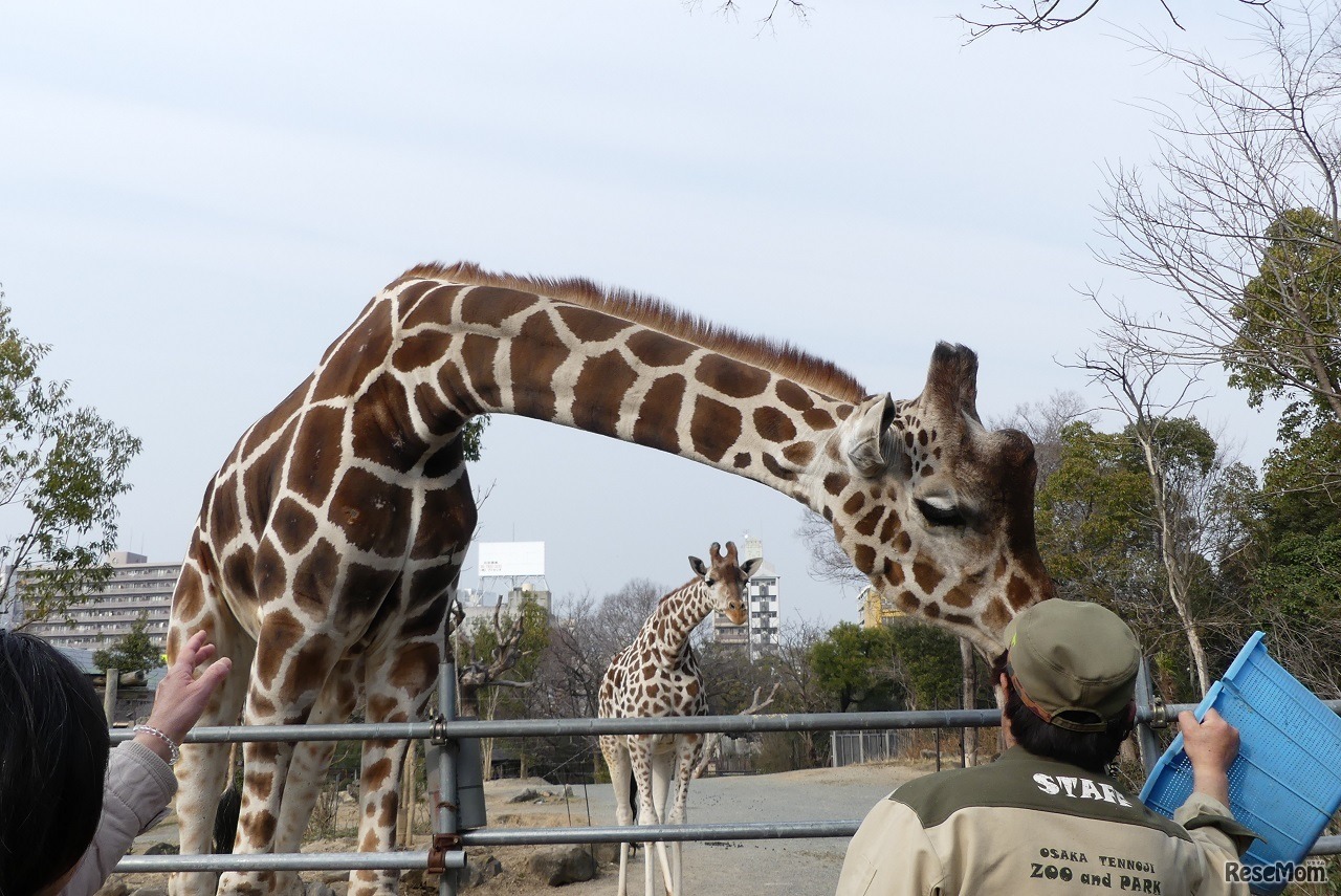 サバンナガイド