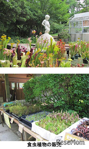 食虫植物の販売も行われる