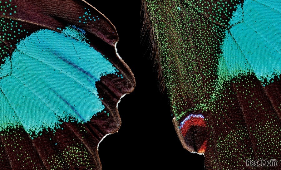 ルリモンアゲハ