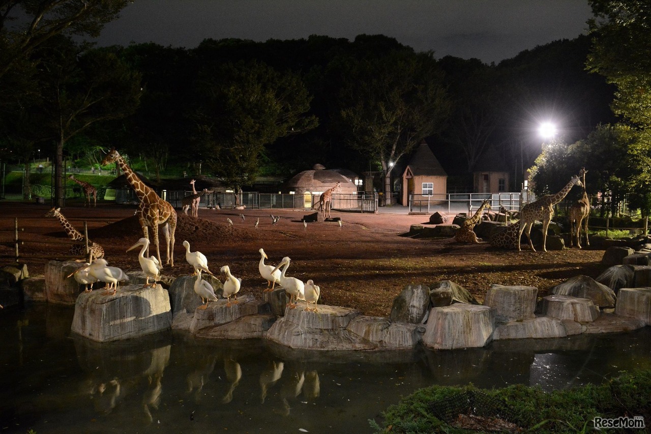 多摩動物公園サマーナイト　 サバンナのようす