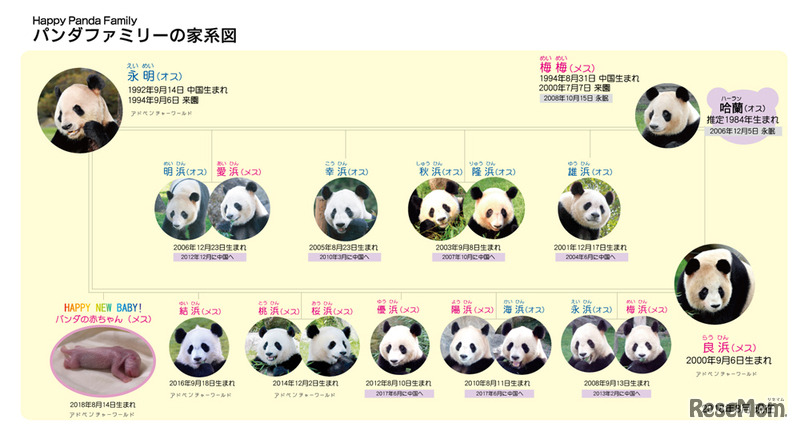 パンダファミリーの家系図　(c) Adventure World