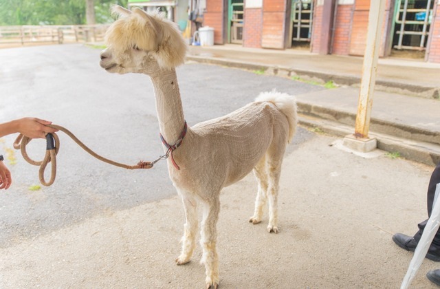 アルパカ　ビズカット