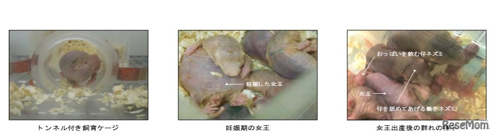 ハダカデバネズミの飼育下のようす