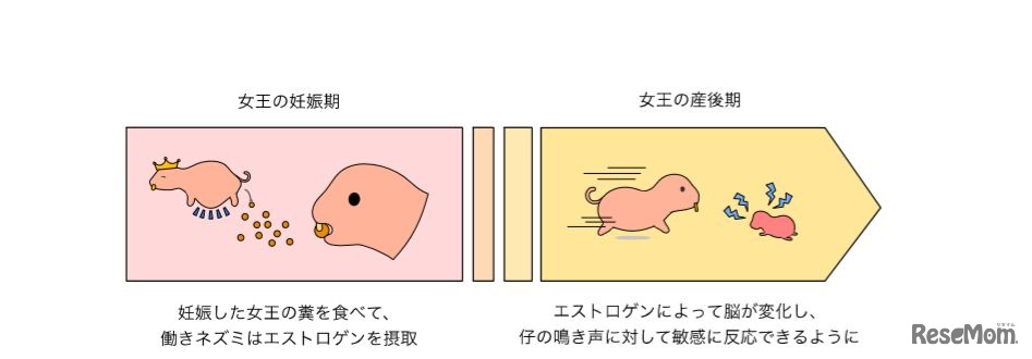 女王と働きネズミの協調的子育てメカニズム