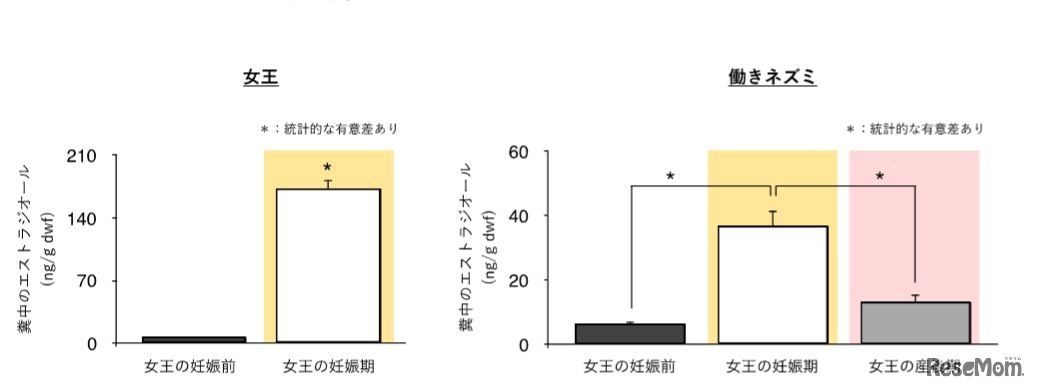 女王と働きネズミの糞中エストロゲン濃度は共に女王の妊娠期に高まる