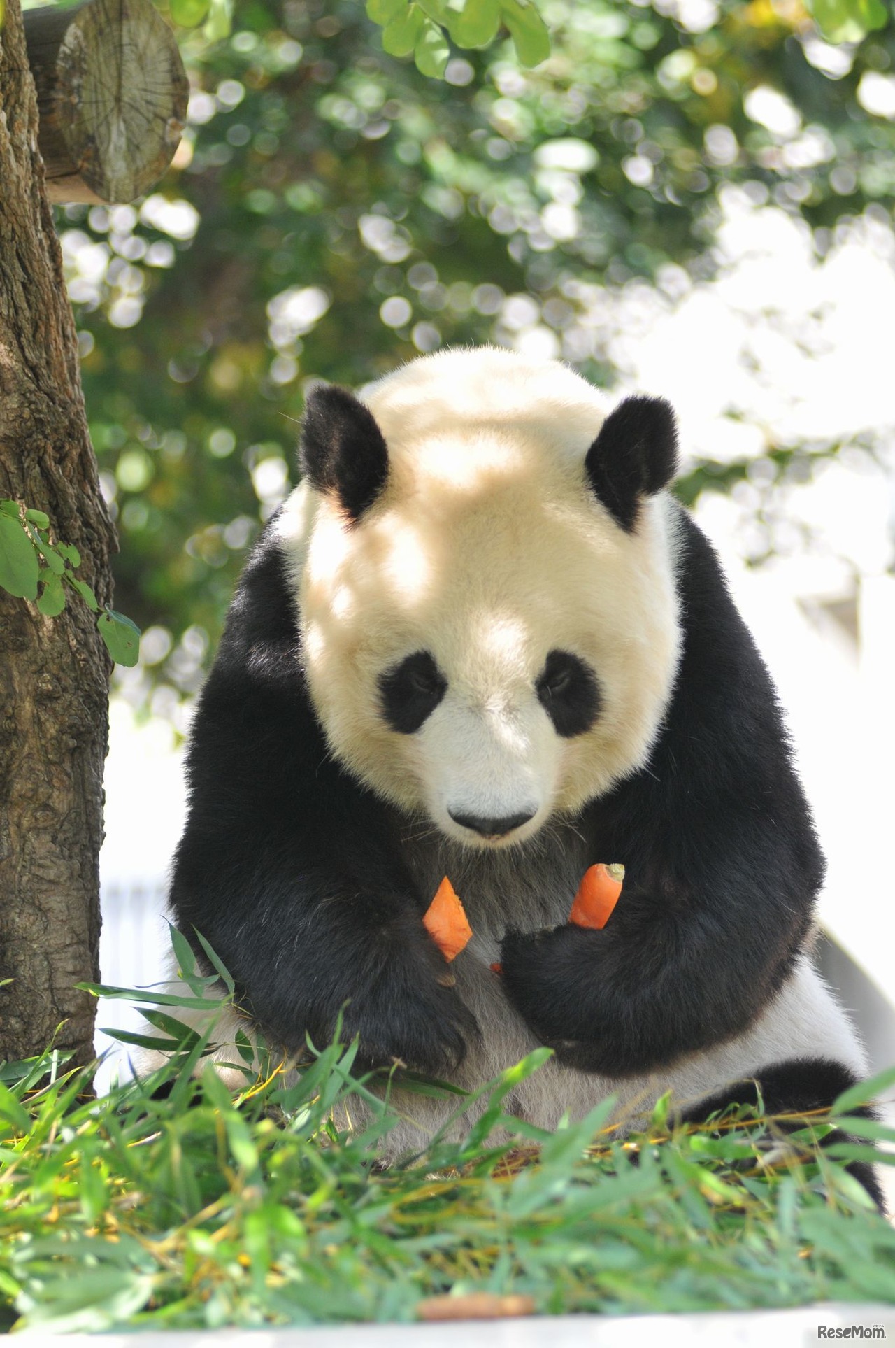 王子動物園のジャイアントパンダ「タンタン」