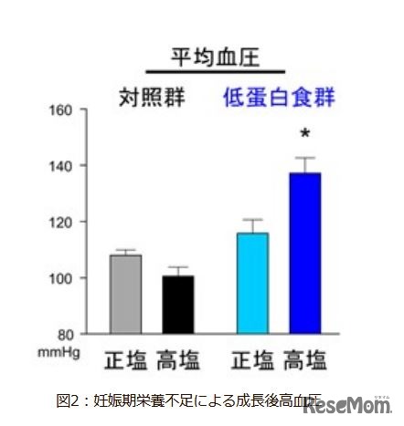 妊娠期栄養不足による成長後高血圧