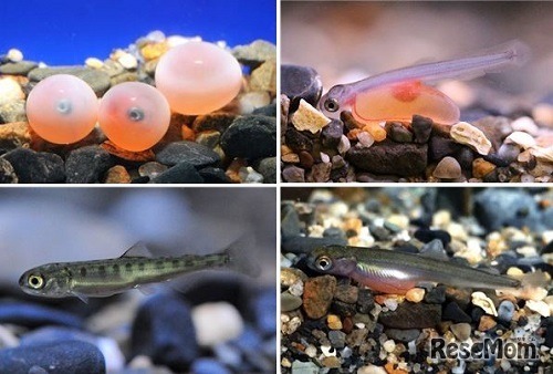 イクラから稚魚になるまでの成長過程を特別展示する