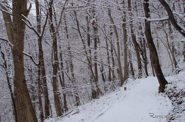 ハローウッズ 冬の森