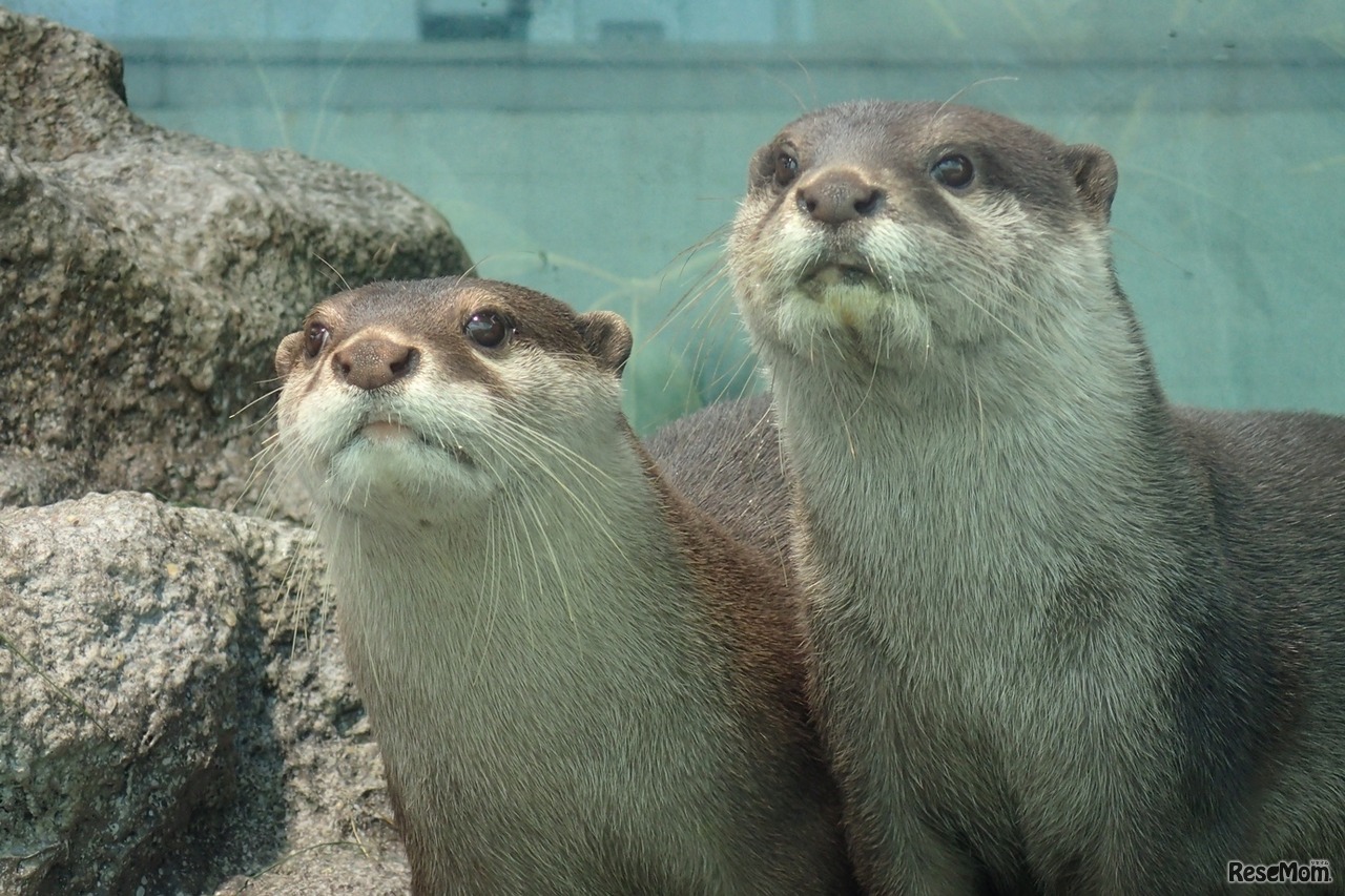 （左）父親：ラジャ（右）母親：マハロ