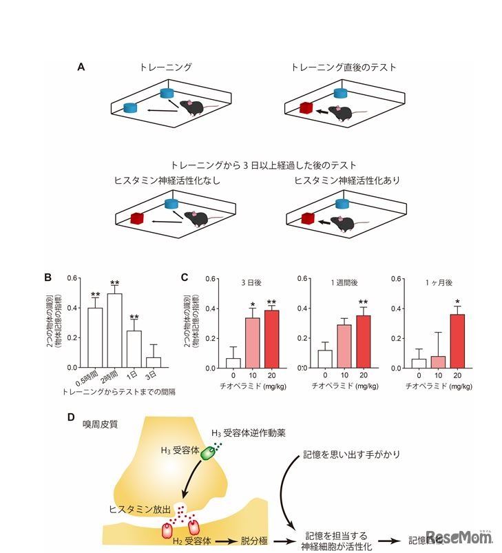 マウス記憶試験