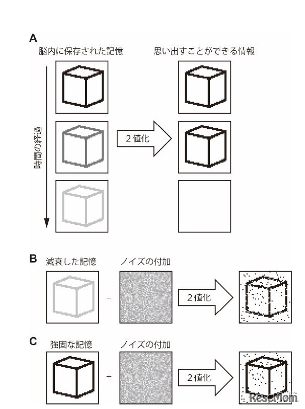 「ヒスタミンが神経活動にノイズを加えることで記憶を回復させること」を説明する確率共鳴モデル