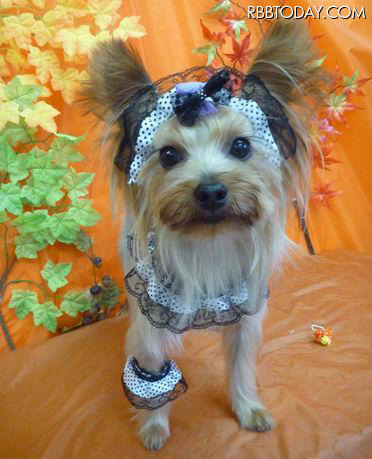 気分はハードボイルド！　“カッコカワイイ”ワンちゃんのコスプレ写真 グランプリ（応援店の部）