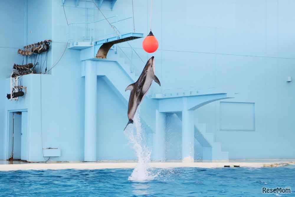 イルカのメンタルマジック