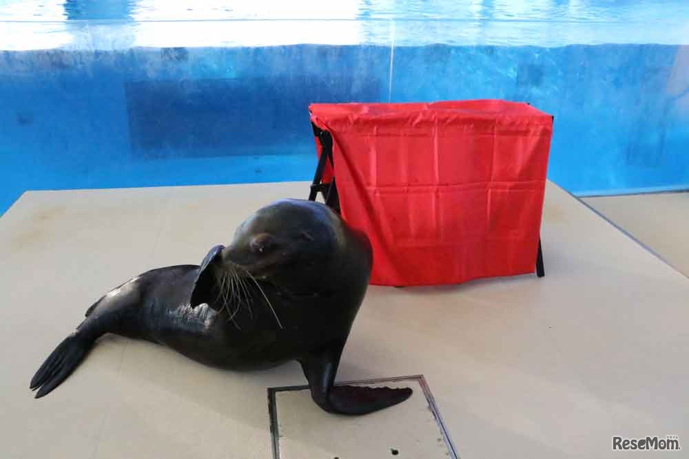 アシカとシー太のコラボマジック