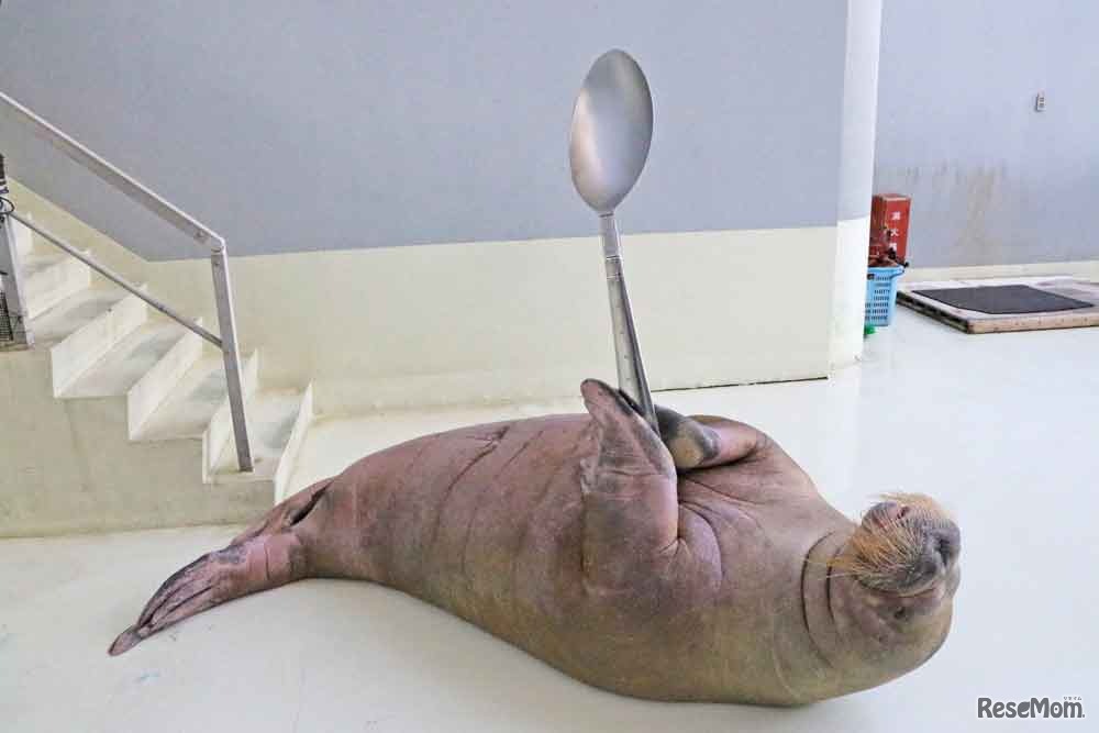 セイウチのスプーン曲げ