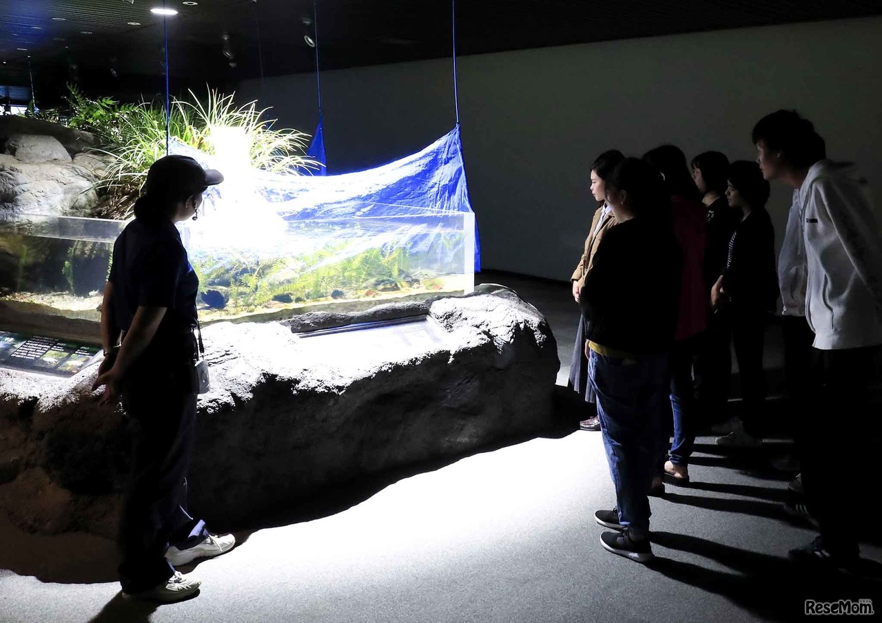 鴨川シーワールド「トロピカルアイランド ナイトステイ」