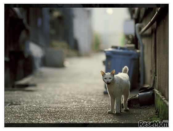 「ちょっとネコぼけ」for iPad