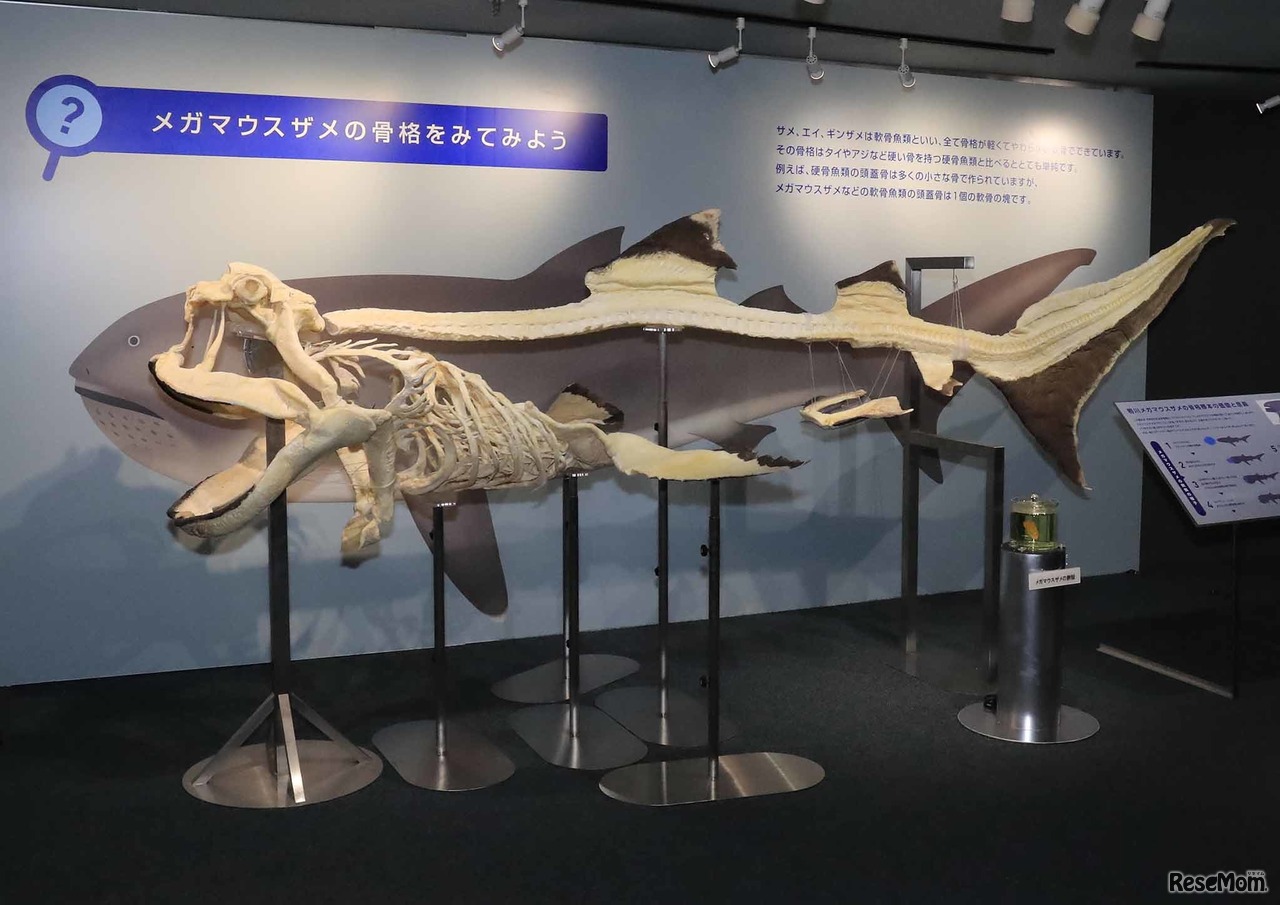 世界初！メガマウスザメ 全身骨格標本の展示