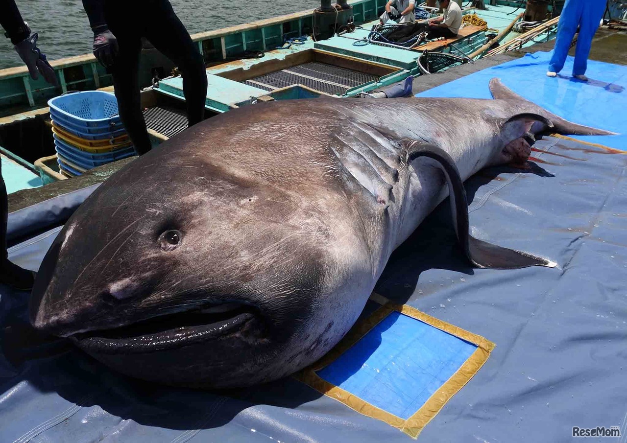 水揚げされたメガマウスザメ