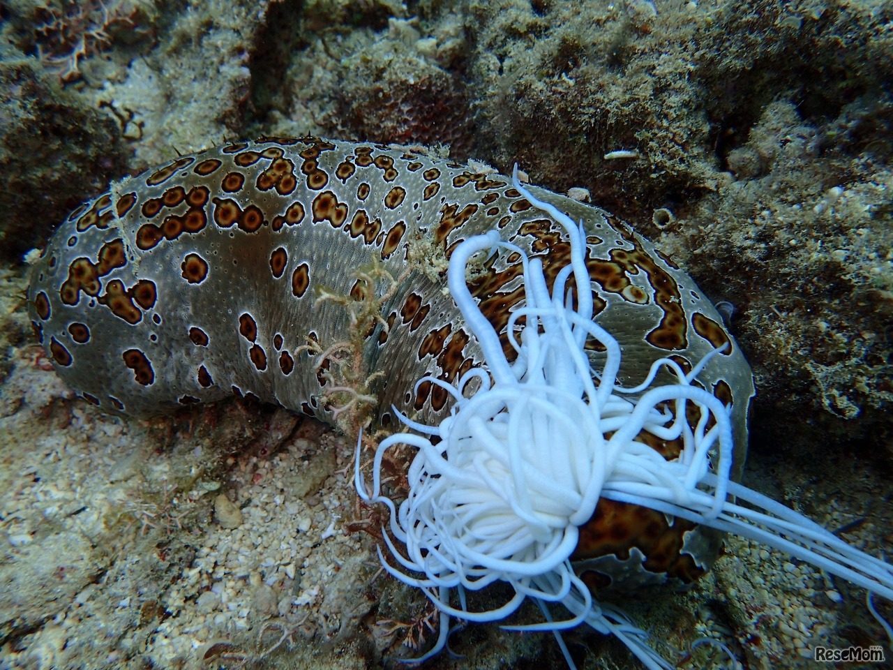 命がけの防御発動！「ジャノメナマコ」 (c) 沖縄ダイビングサービスLagoon
