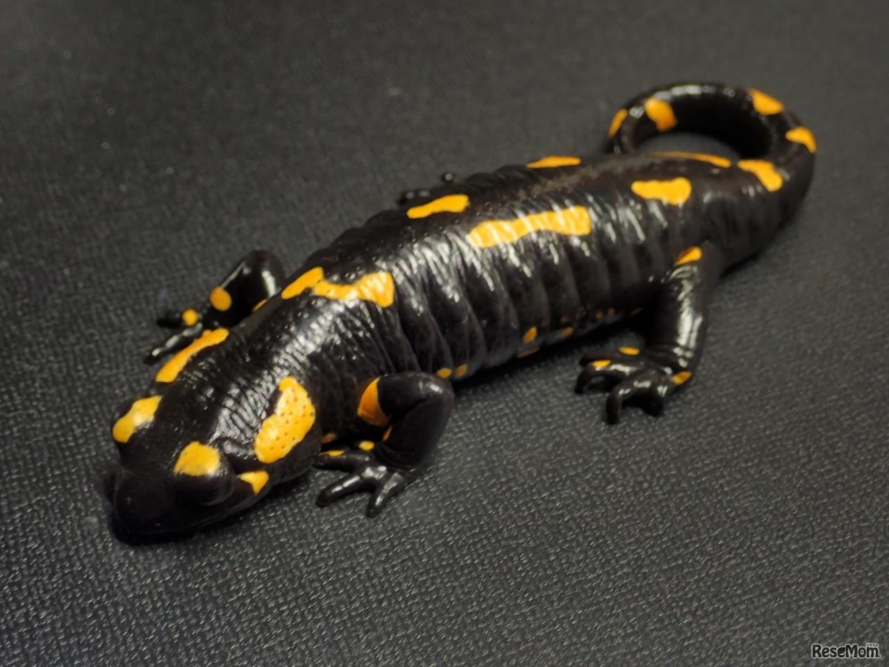 マダラサラマンドラ