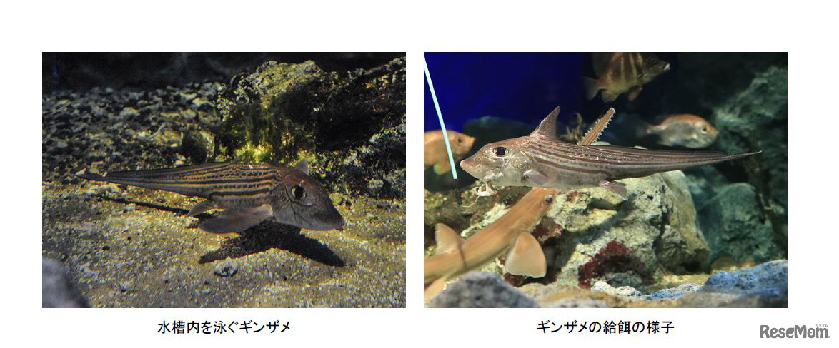 水槽内を泳ぐギンザメとギンザメの給餌のようす
