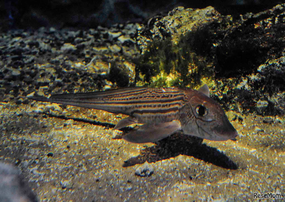 ギンザメのようす