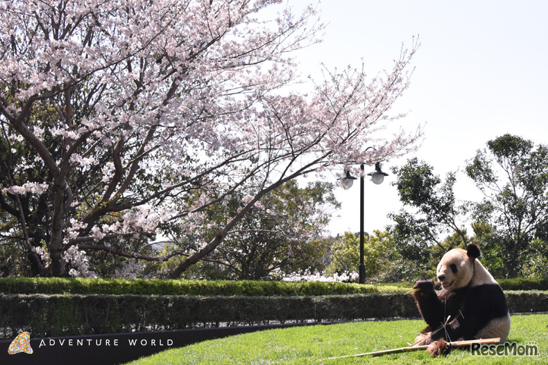 ジャイアントパンダ『永明（えいめい）』とお花見