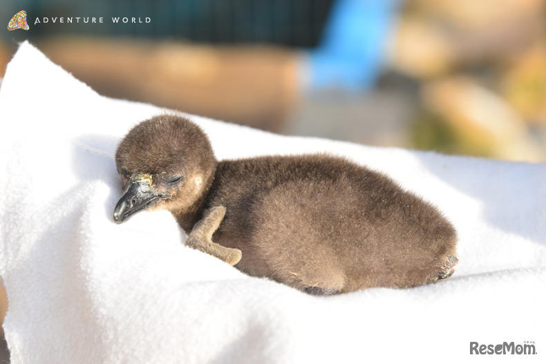 生まれて間もないケープペンギンの赤ちゃん