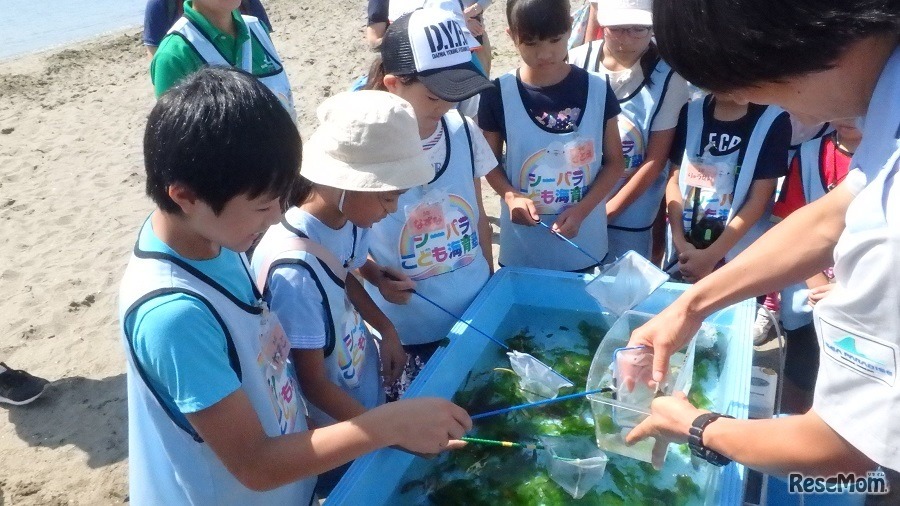 シーパラこども海育塾（2018年度のようす）