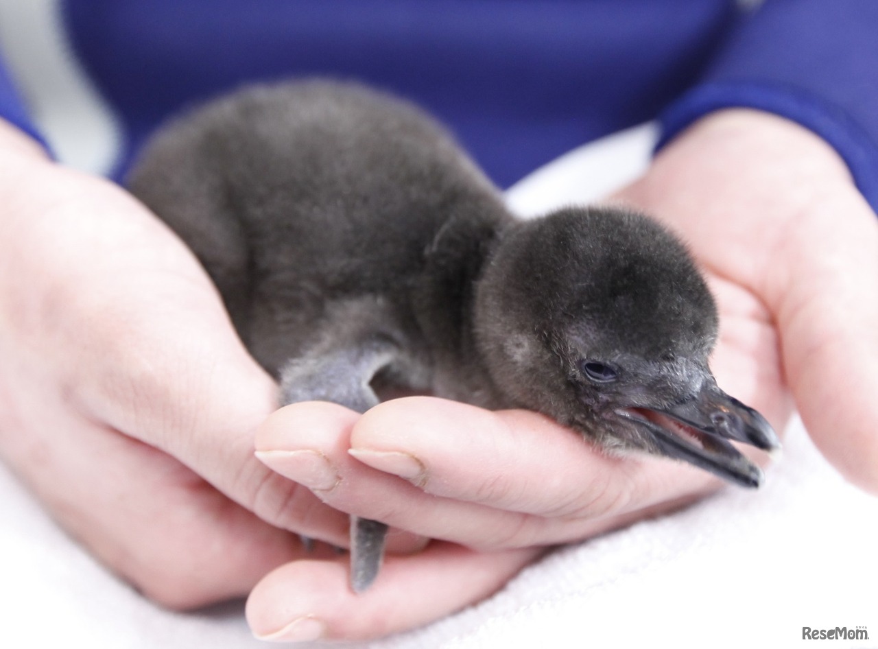 25019年（令和元年）5月5日に生まれた赤ちゃん