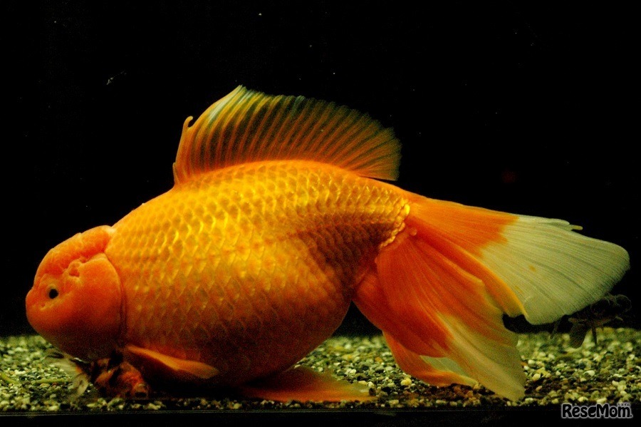 ジャンボオランダシシガシラ