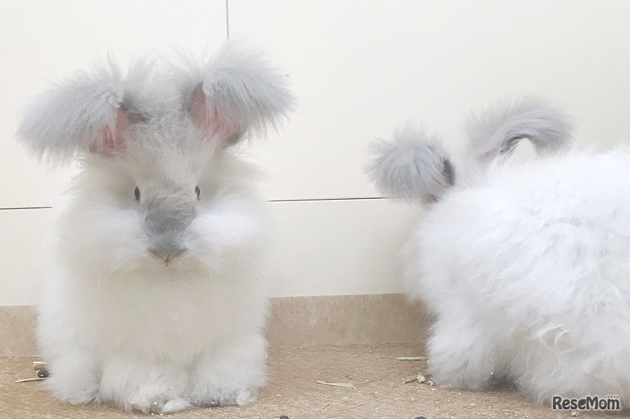 アンゴラウサギ