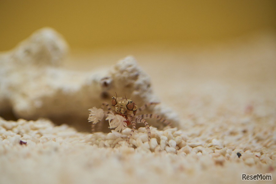 キンチャクガニ