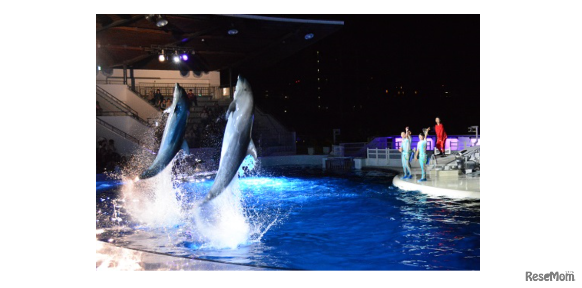 イルカパフォーマンス「La・La・Fin CIRCUS（ラ・ラ・フィン サーカス）」