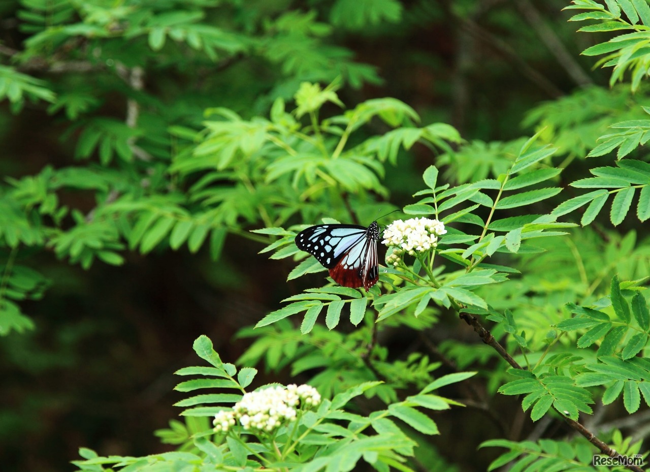 栂池自然園で出会える昆虫「アサギマダラ」