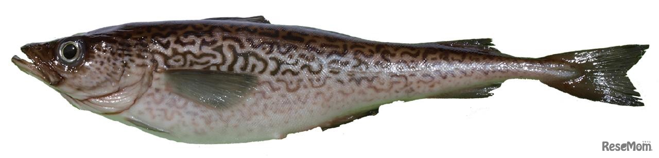 スケトウダラの模型