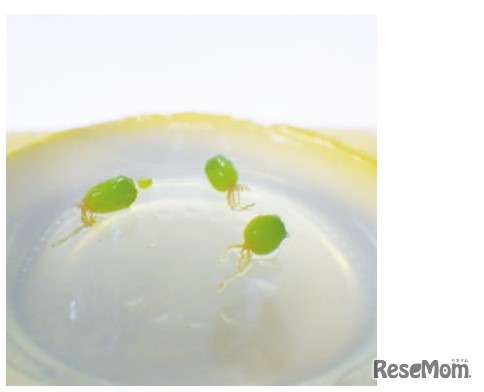 【自由研究】キッチンでできる！植物バイオ入門