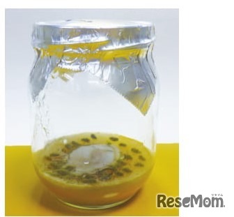 カビが混入し、コンタミが起こった状態。この状態になったら、瓶ごと滅菌し、培地を生ゴミとして捨てること