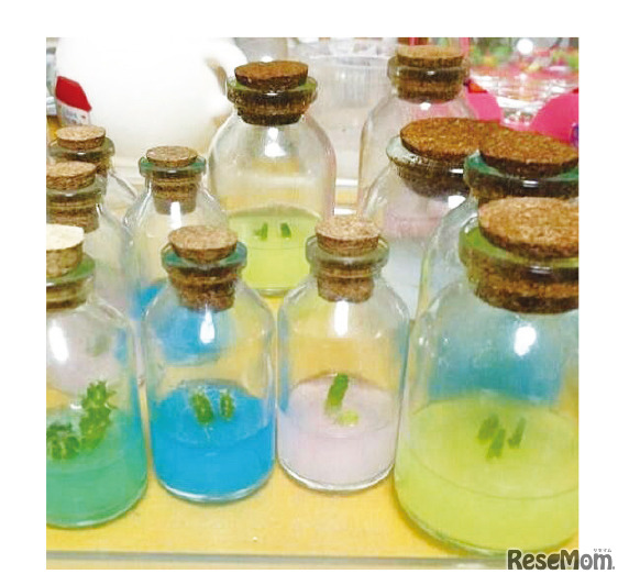 継代し、増やしたサボテン